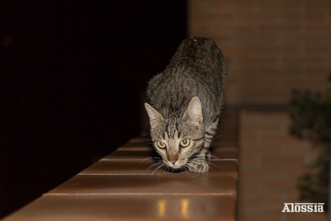 INTRUSO EN MI ÁTICO